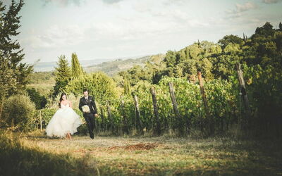 Fattoria di Quercia al Poggio, viñedo