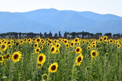 Girasoles