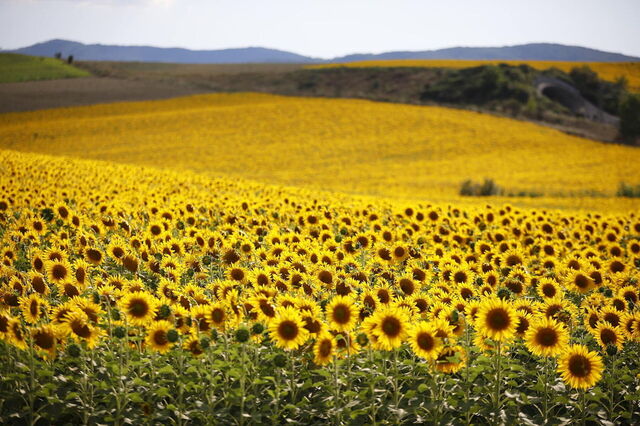 Girasoles alrededor de Villa Agata