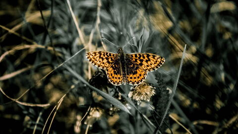 Mariposa