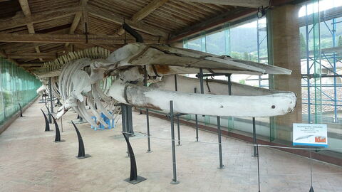 Museo de Historia Natural, esqueleto de ballena
