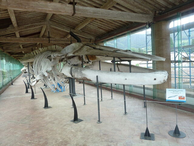 Museo de Historia Natural, esqueleto de ballena