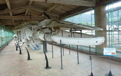 Museo de Historia Natural, esqueleto de ballena