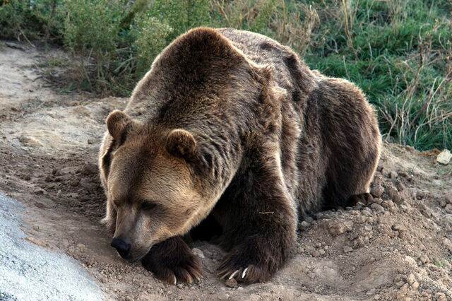 Oso pardo