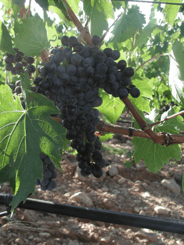 las famosas uvas de scansano