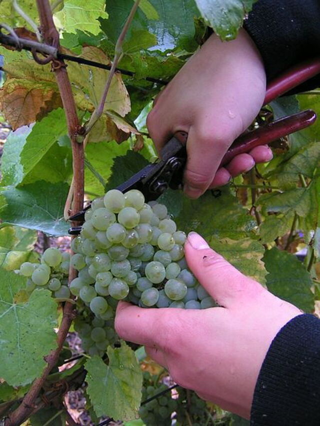 uvas cuidadosamente recojidas