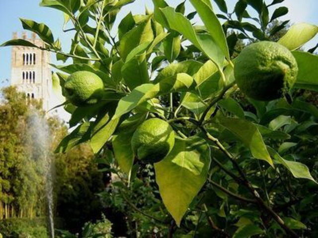 Limones en el jardín del Palazzo Pfanner