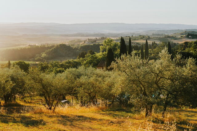 Olivares de la Toscana