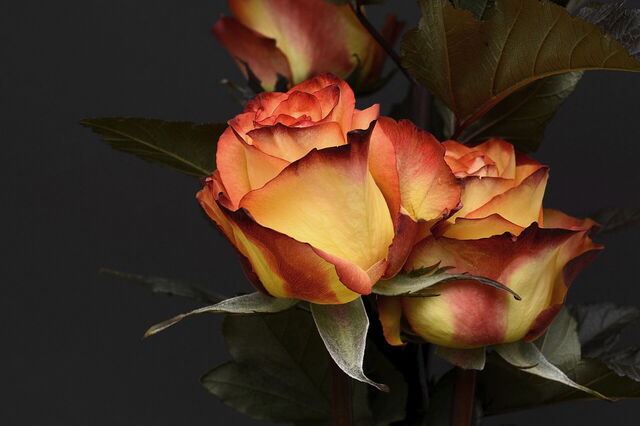 Rosa