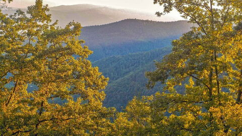Bosques del Casentino