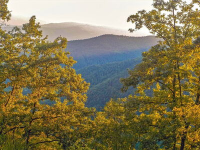 Bosques del Casentino