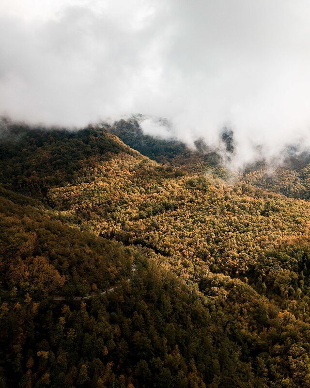 Bosques de Vallombrosa