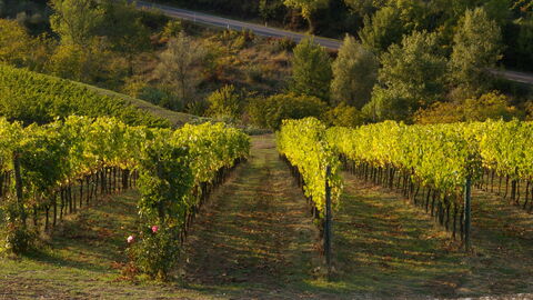 Viñedo en Chianti