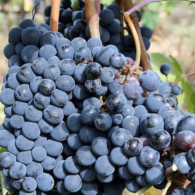 Uvas de sangiovese utilizadas en la producción del vino de Chiani