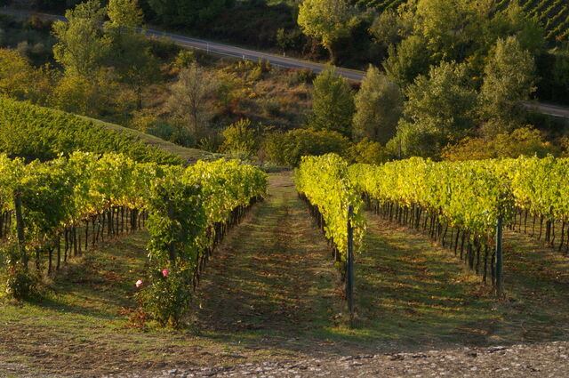 Viñedo en Chianti