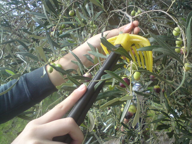 Colecta de aceitunas a mano
