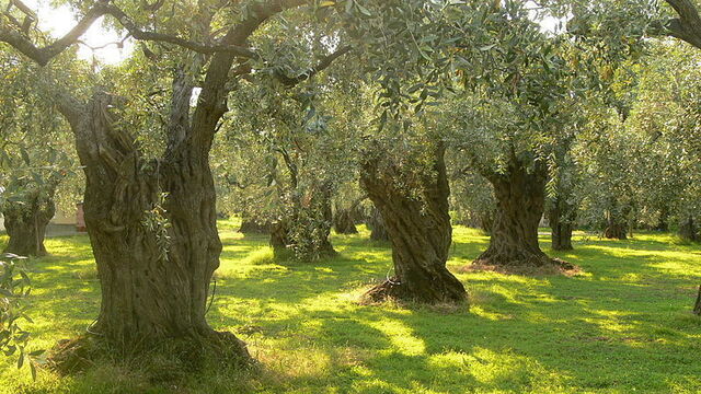 Olivos de cerca