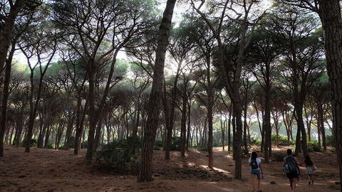 Bosque de pinos, Feniglia