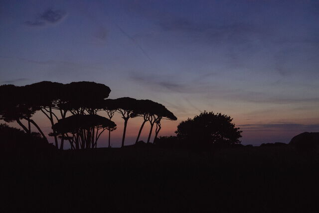 Baratti por la Noche