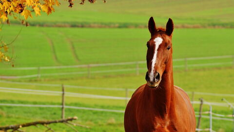 Caballo en Siena