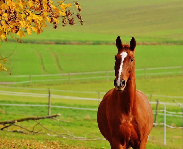 Caballo en Siena