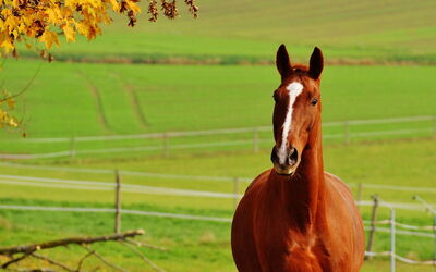 Caballo en Siena