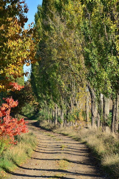 Hojas de otoño en la Toscana