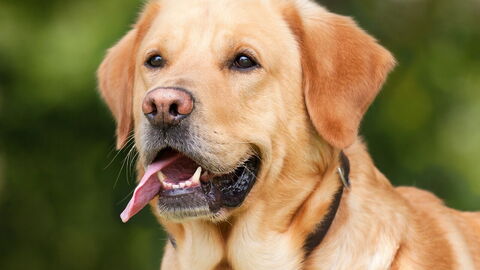 Labrador retriever