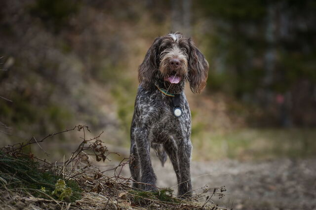 Perro cazador de trufas