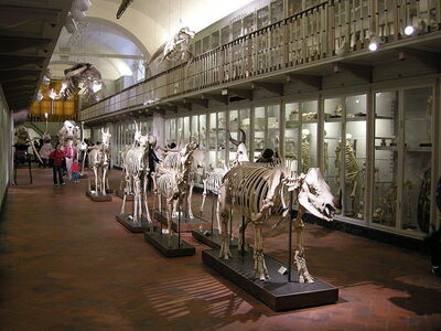 sala de los animales en el Museo La Specola