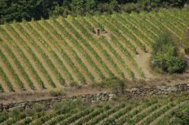 viñedos en la región de Chianti