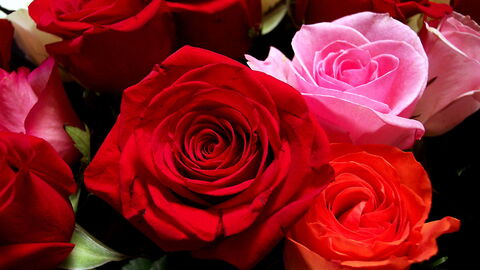 rosas