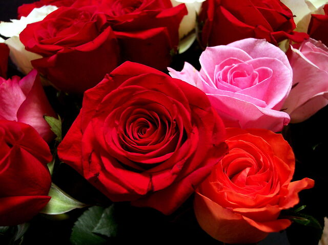 rosas