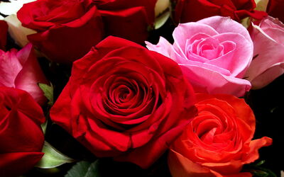 rosas