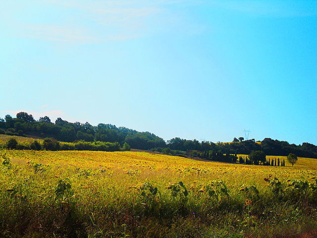 Campos de girasoles cerca de Citivella