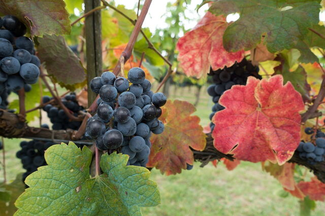 Uvas en Chianti