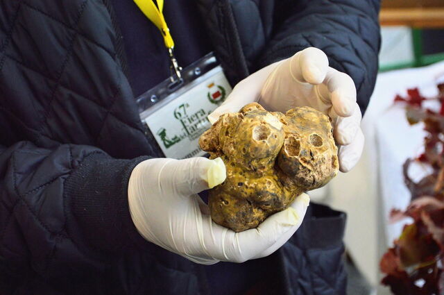 Trufas en proceso de evaluación