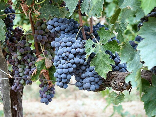 Las uvas en un viñedo