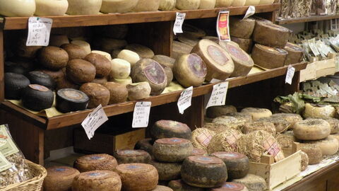 selección de variedades de queso pecorino