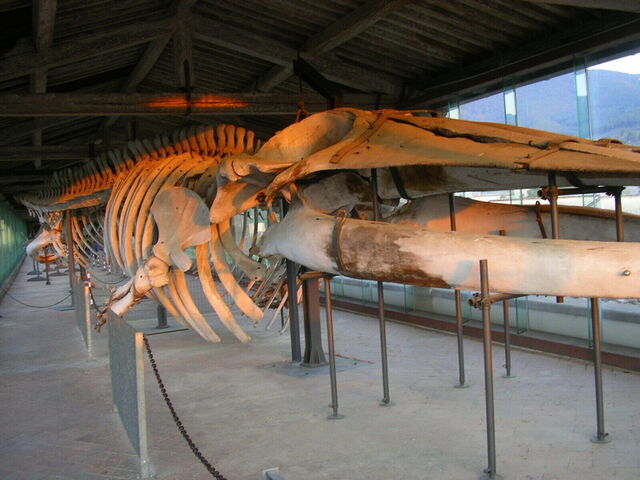 Cartuja Monumental de Calci, Museo de Historia Natural