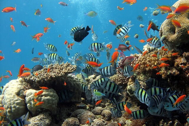 Vida marítima en el tanque del acuario