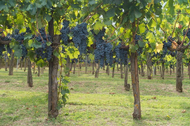 Viñedo en Chianti