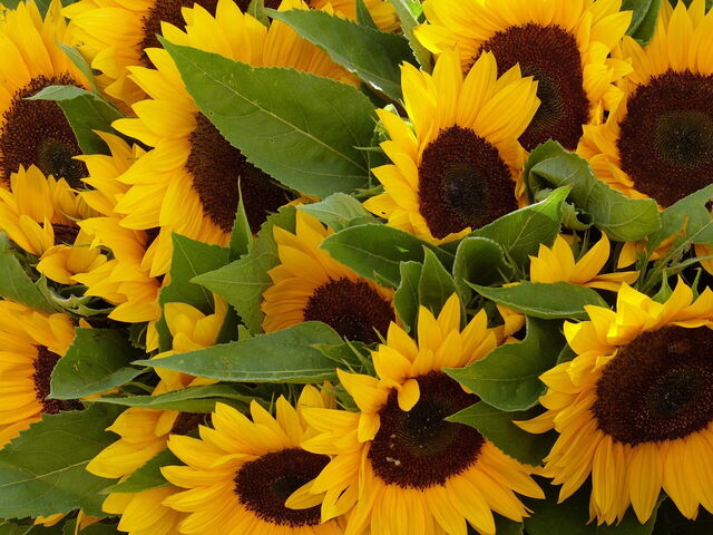 Girasoles