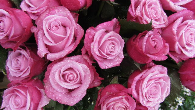 Rosas