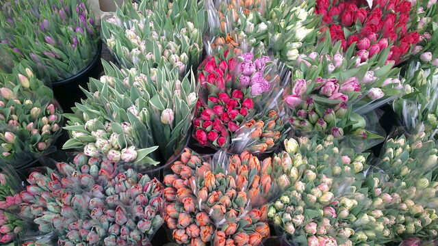 Tulipanes