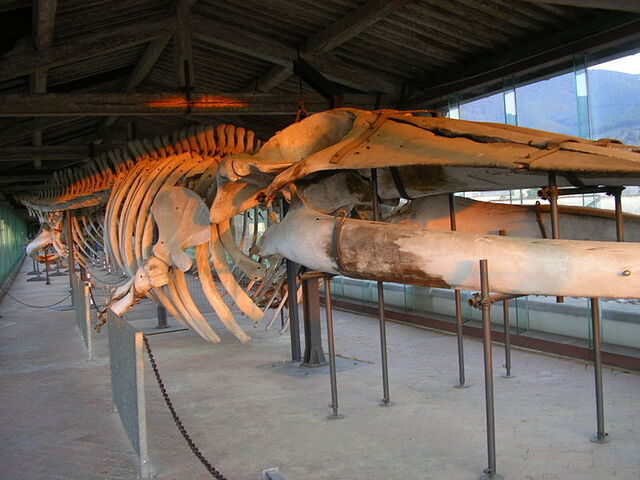 museo de historia nacional en Certosa de Calci