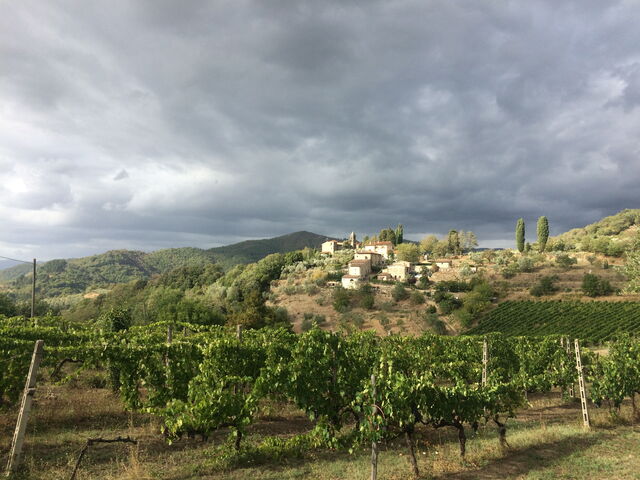 Viñedo