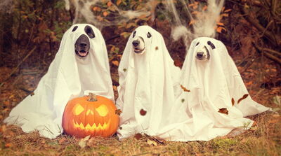 Perros fantasma