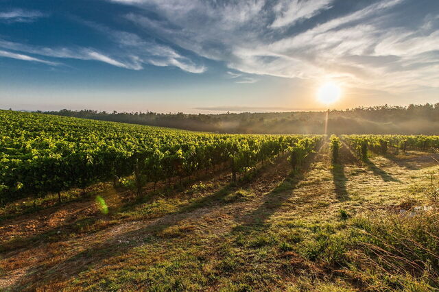 Viñedos toscanos