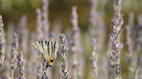 Una mariposa sobre lavanda en Pisa